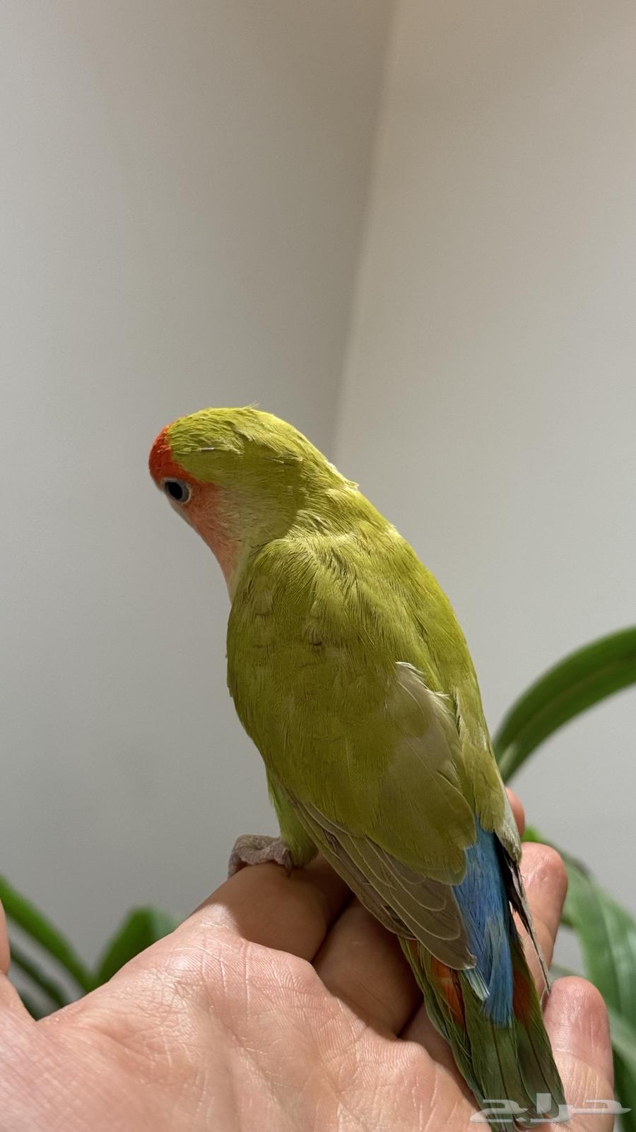 روز اليف للبيع64404084323075113