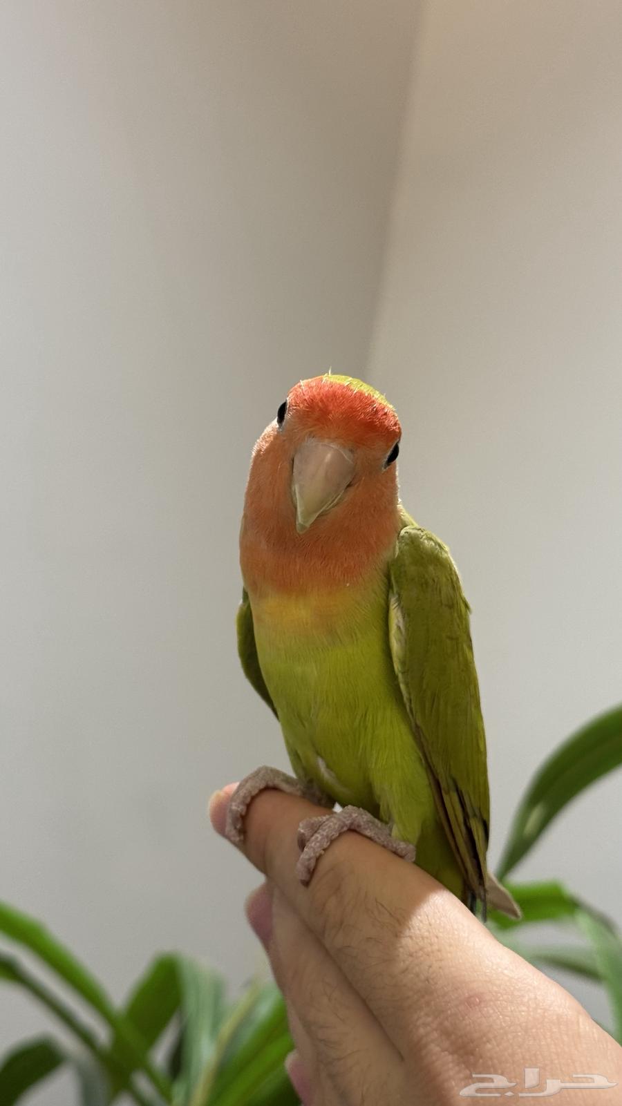 روز اليف للبيع64404084323075114