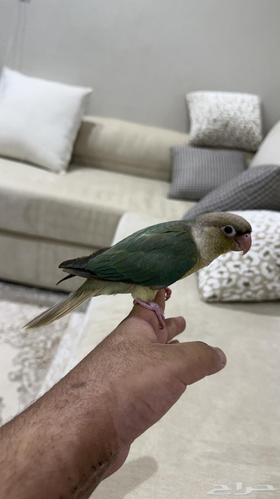 كنيور سينامون نهايه غر اليف64404861486082110