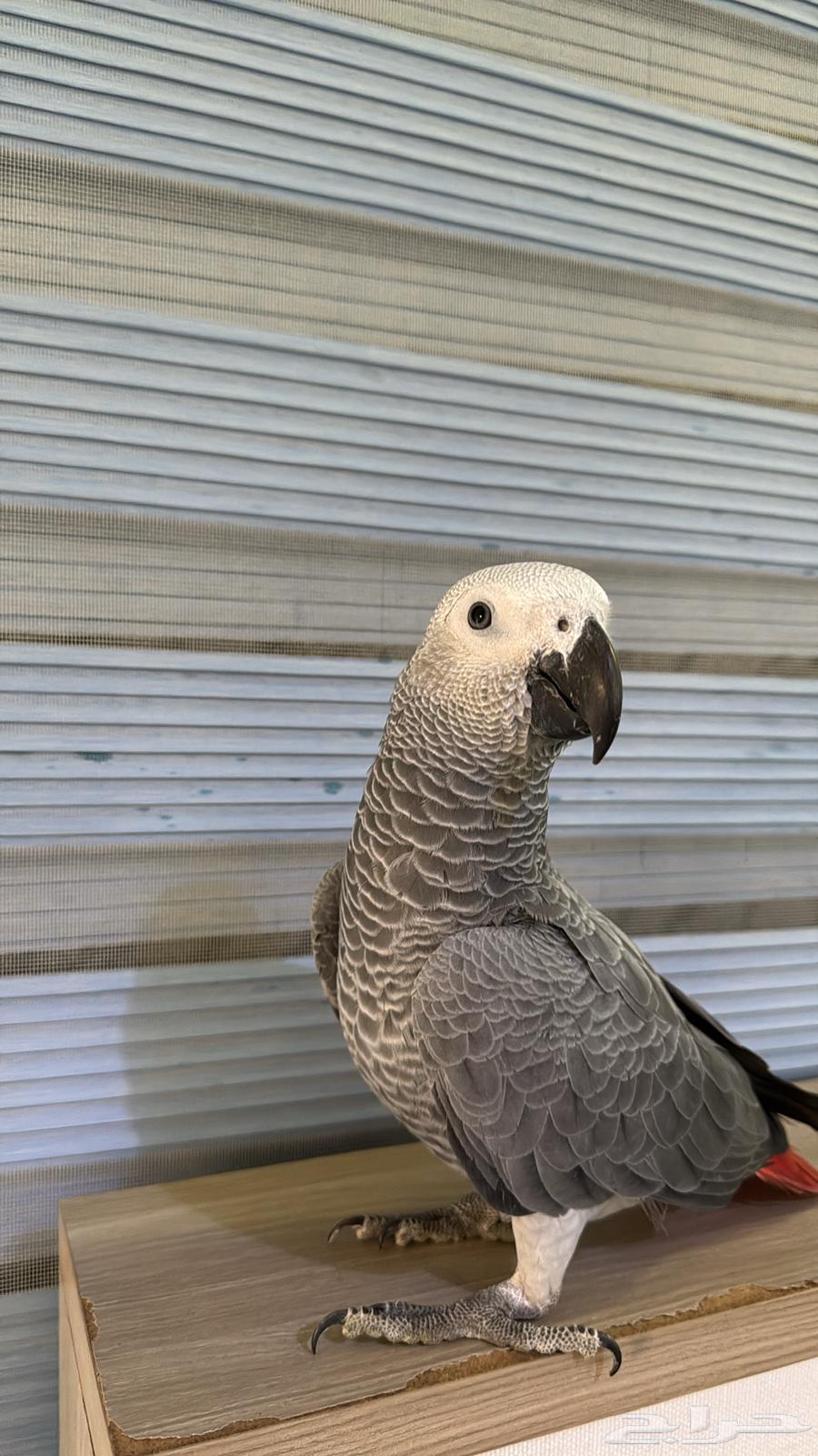 كاسكو سوبر جامبو64399591428867111