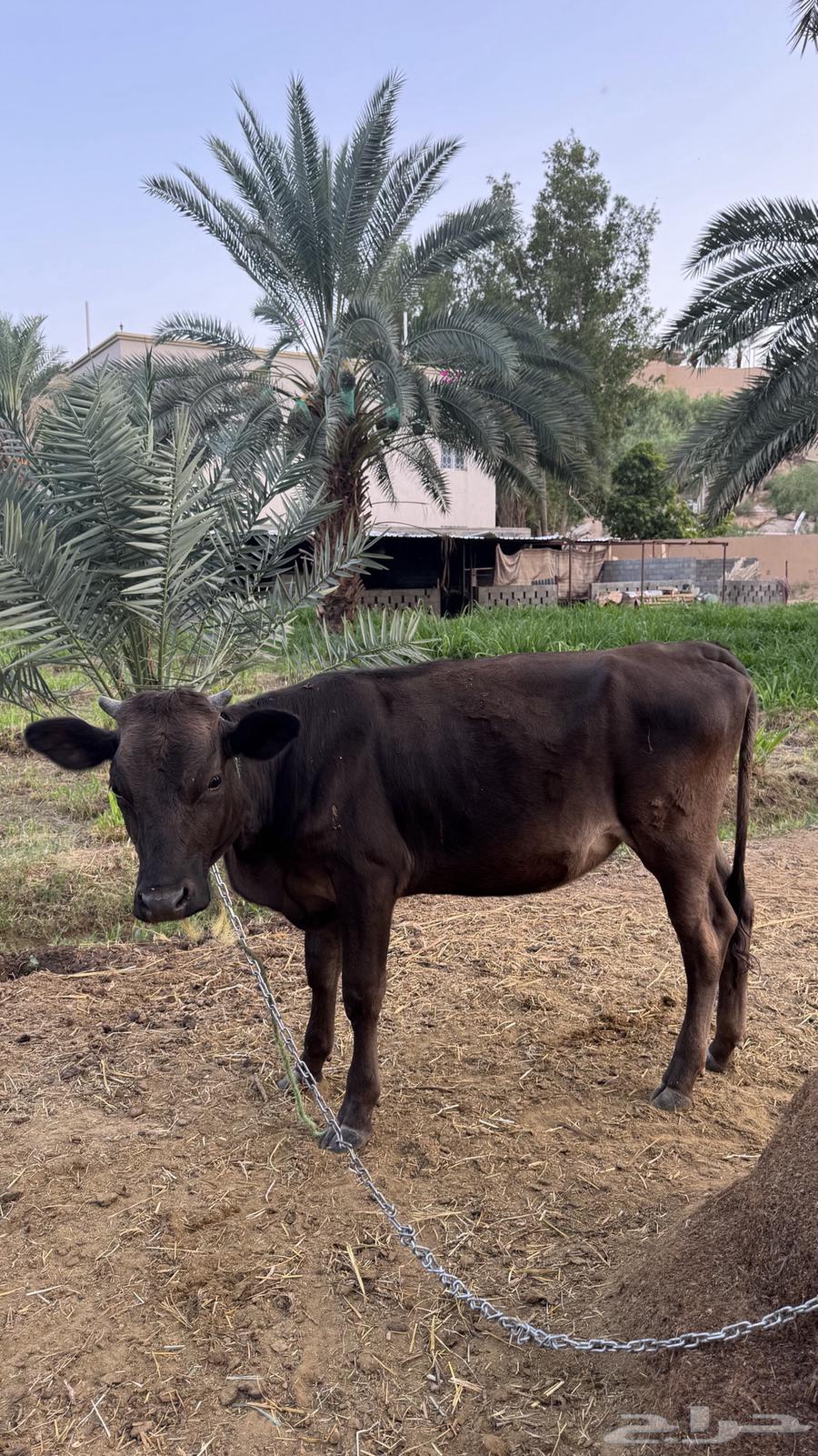 بقرة عجلة للبيع64402327147139112