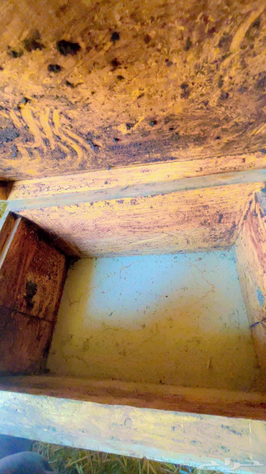 خلايا افرنجي مستعمله64404111558531114