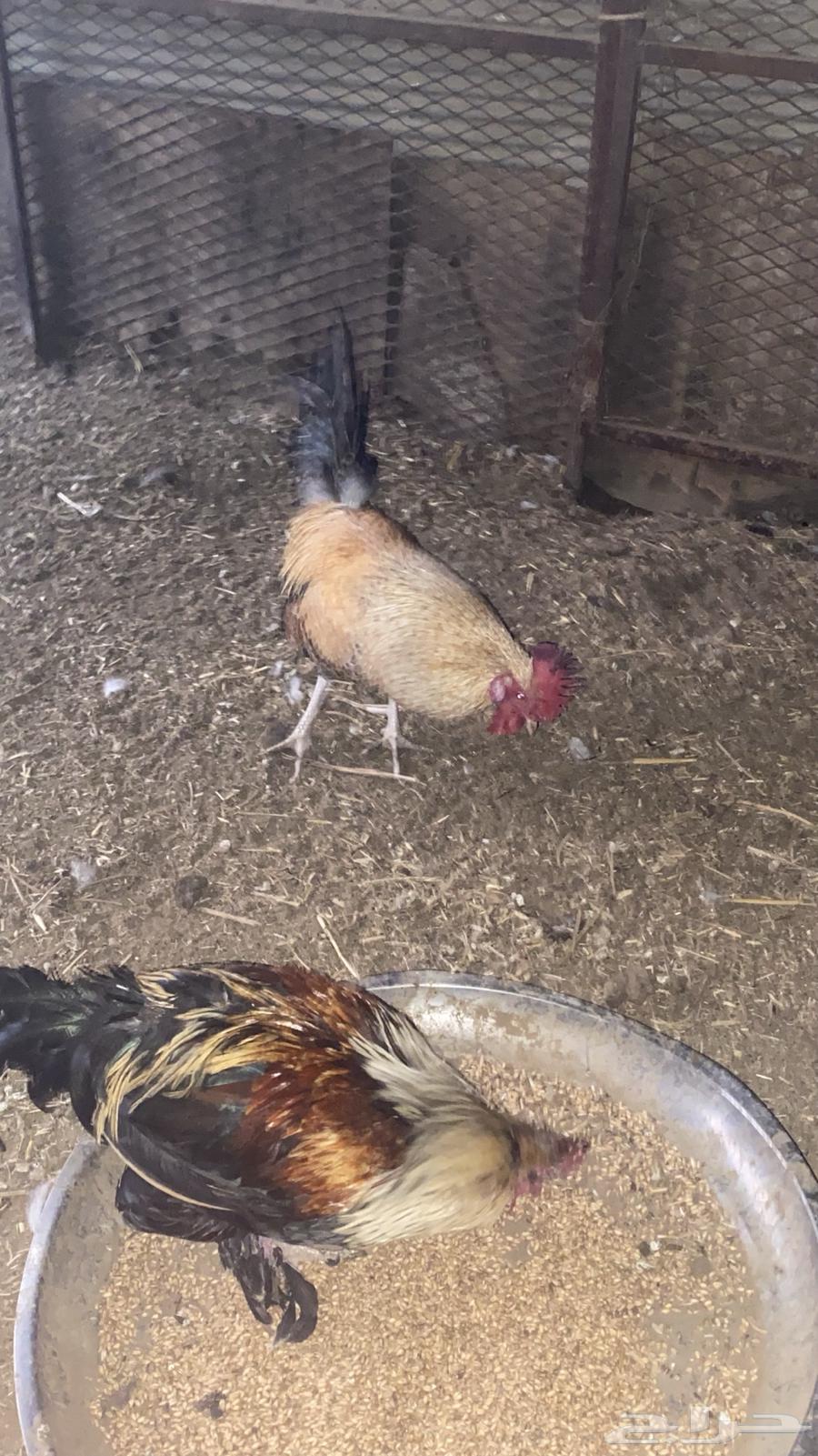 ديكة للبيع64402692509443114