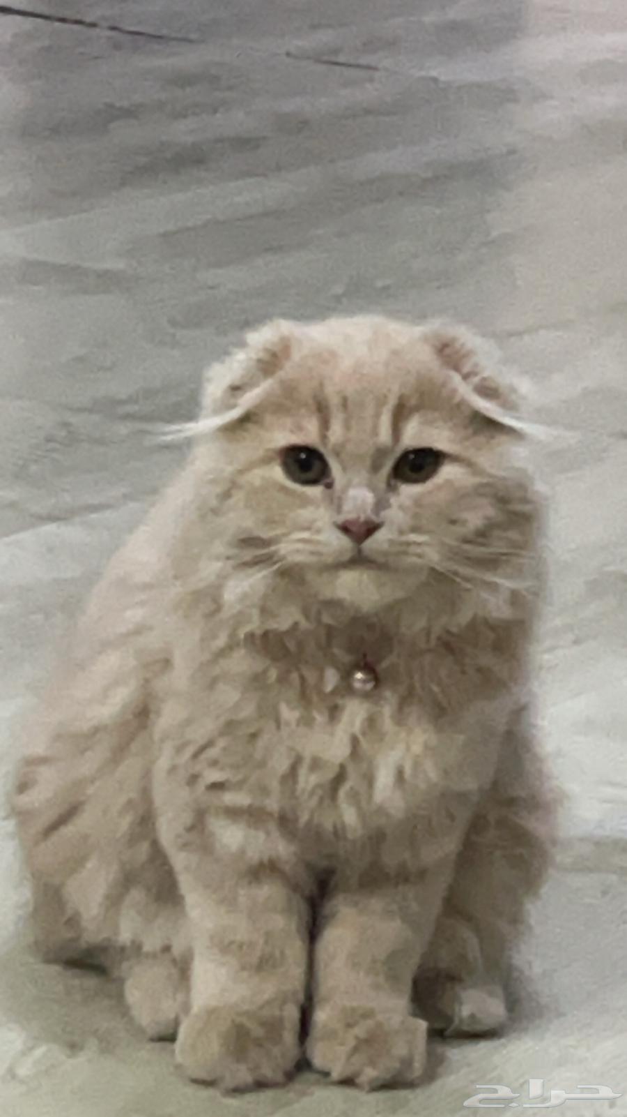 قط للبيع سكوتش شيرازي64402595166849111