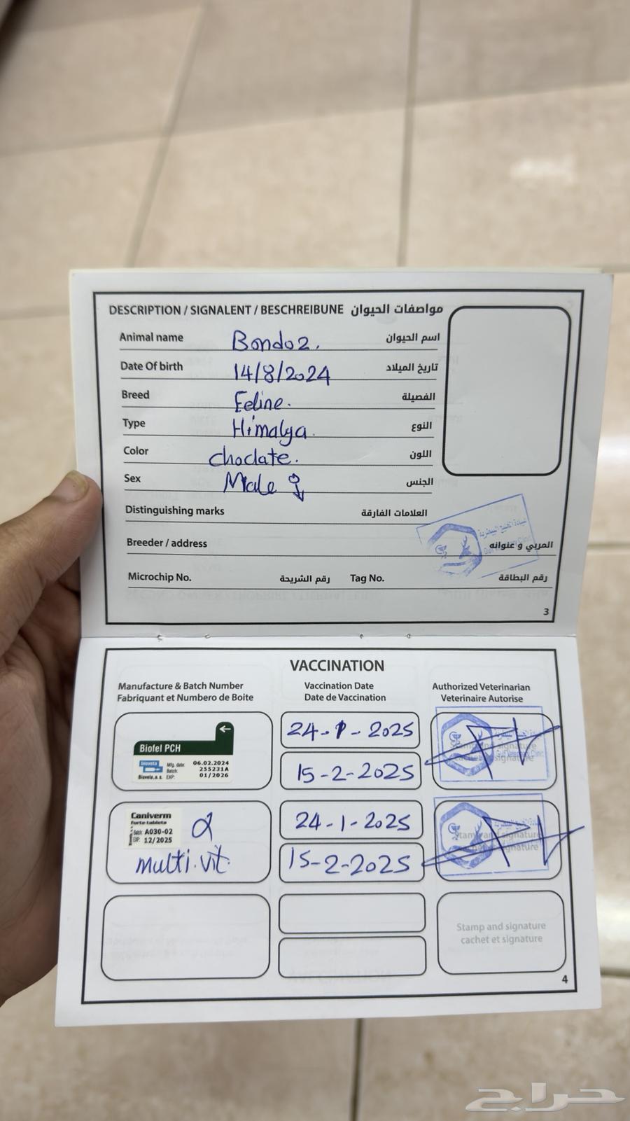 قطو للبيع النوع هيملايا64403362692993113