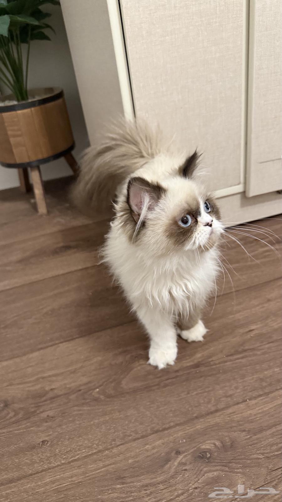 قط للبيع64401688804737111