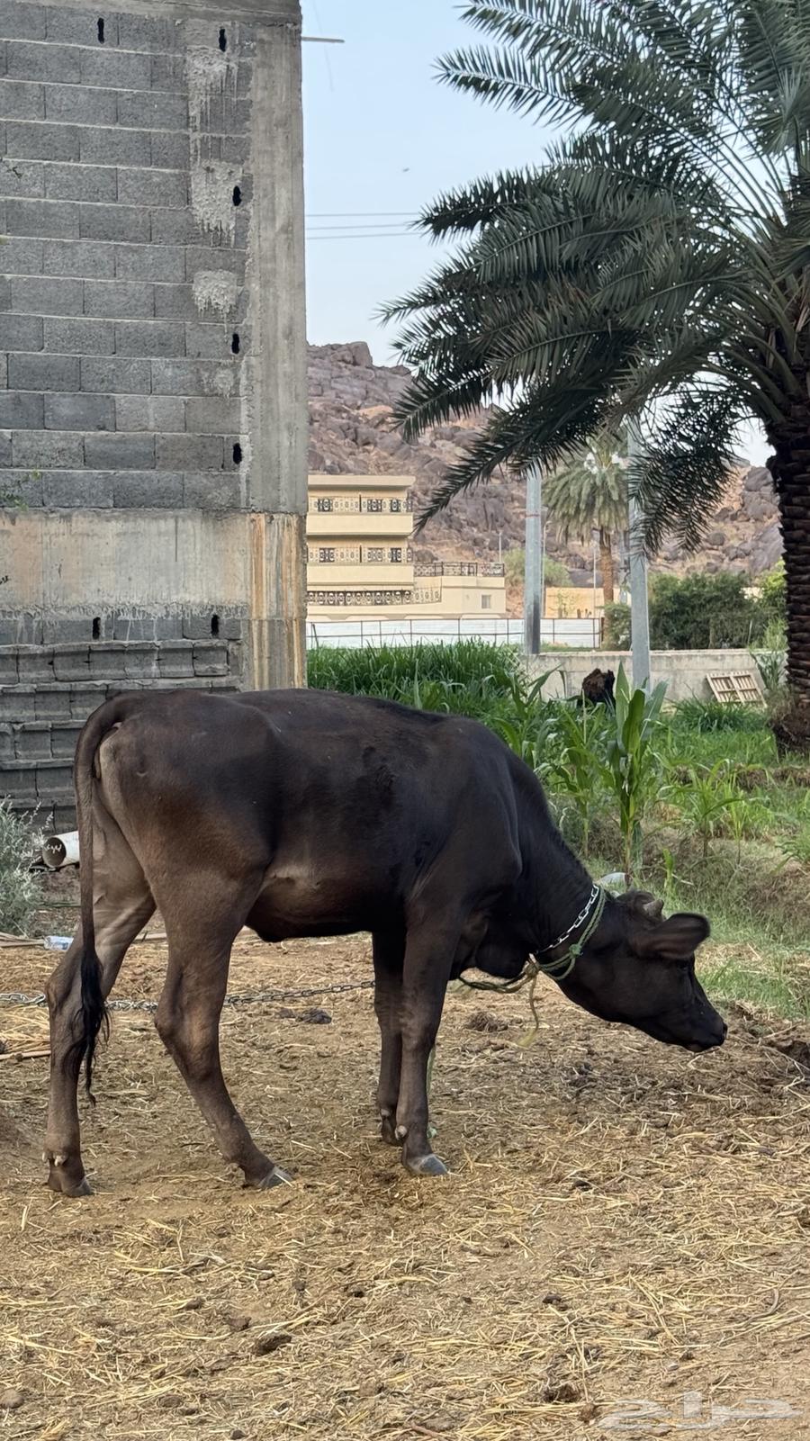 بقرة عجلة للبيع64402327147139110