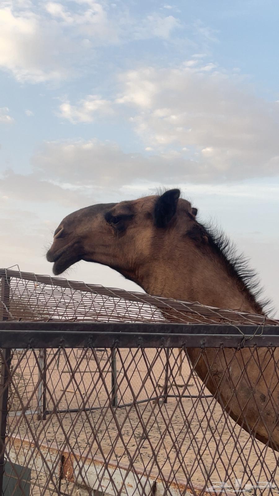 قعود دبياني64404417024642111