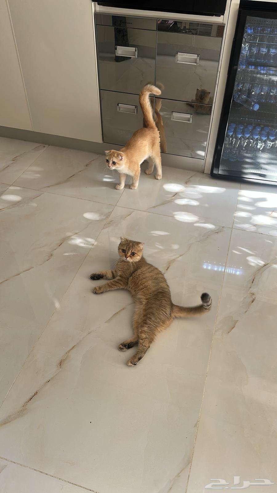 Scratch Cats64404778386049111