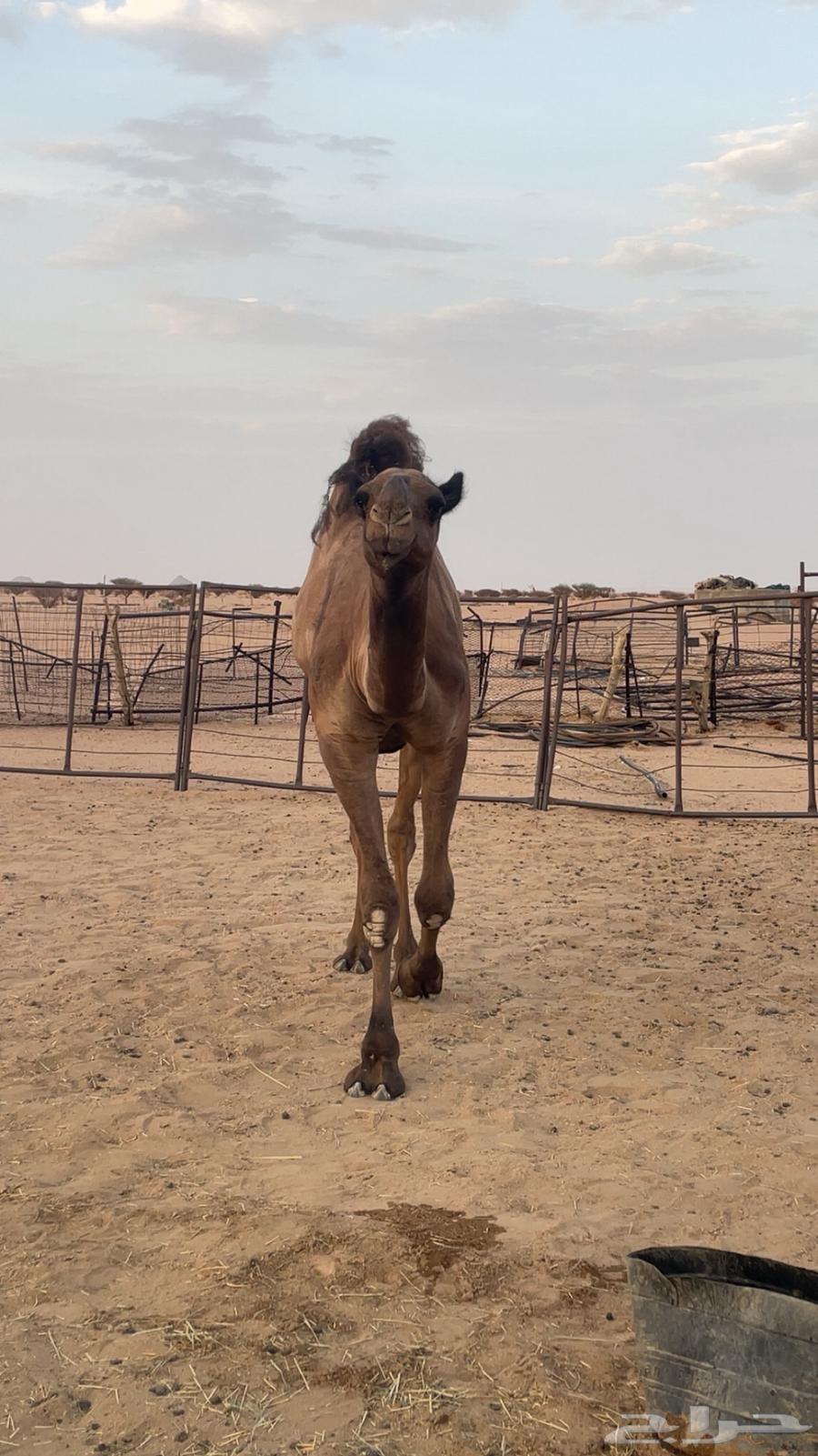 قعود دبياني64404417024642114