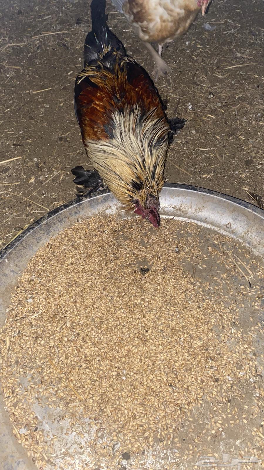 ديكة للبيع64402692509443110