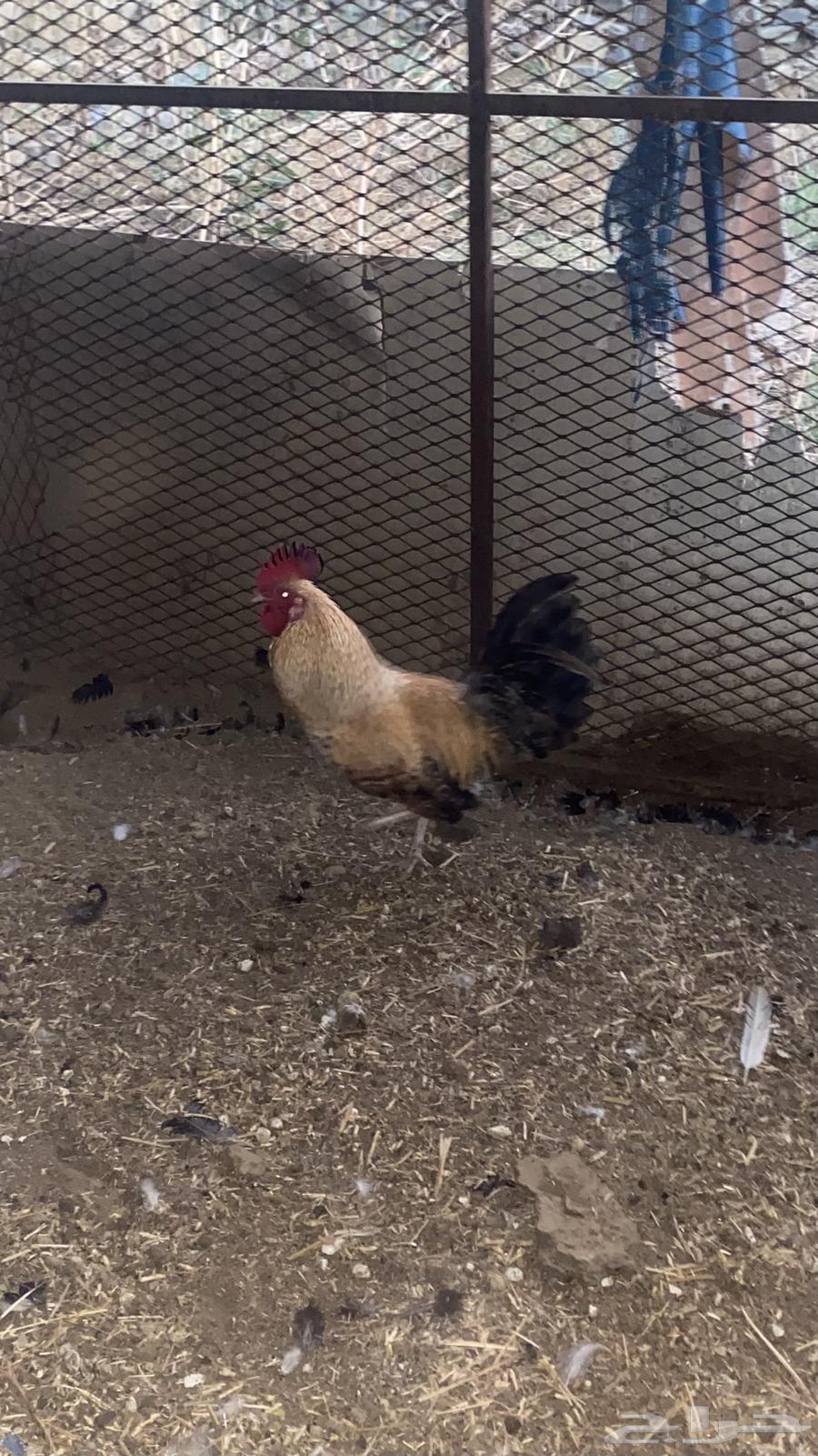 ديكة للبيع64402692509443111