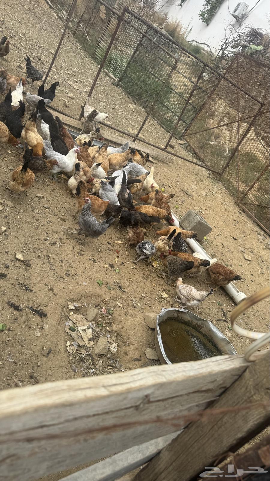 دجاج بلدي للبيع64401508473857111