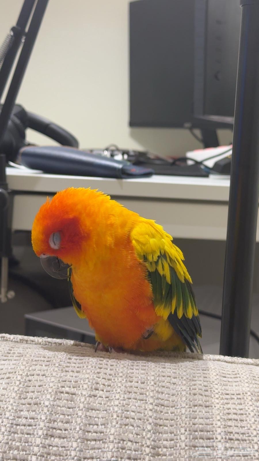 للبيع صن كنيور64404666850435110