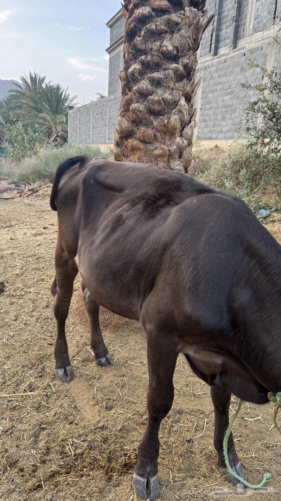 بقرة عجلة للبيع64402327147139113