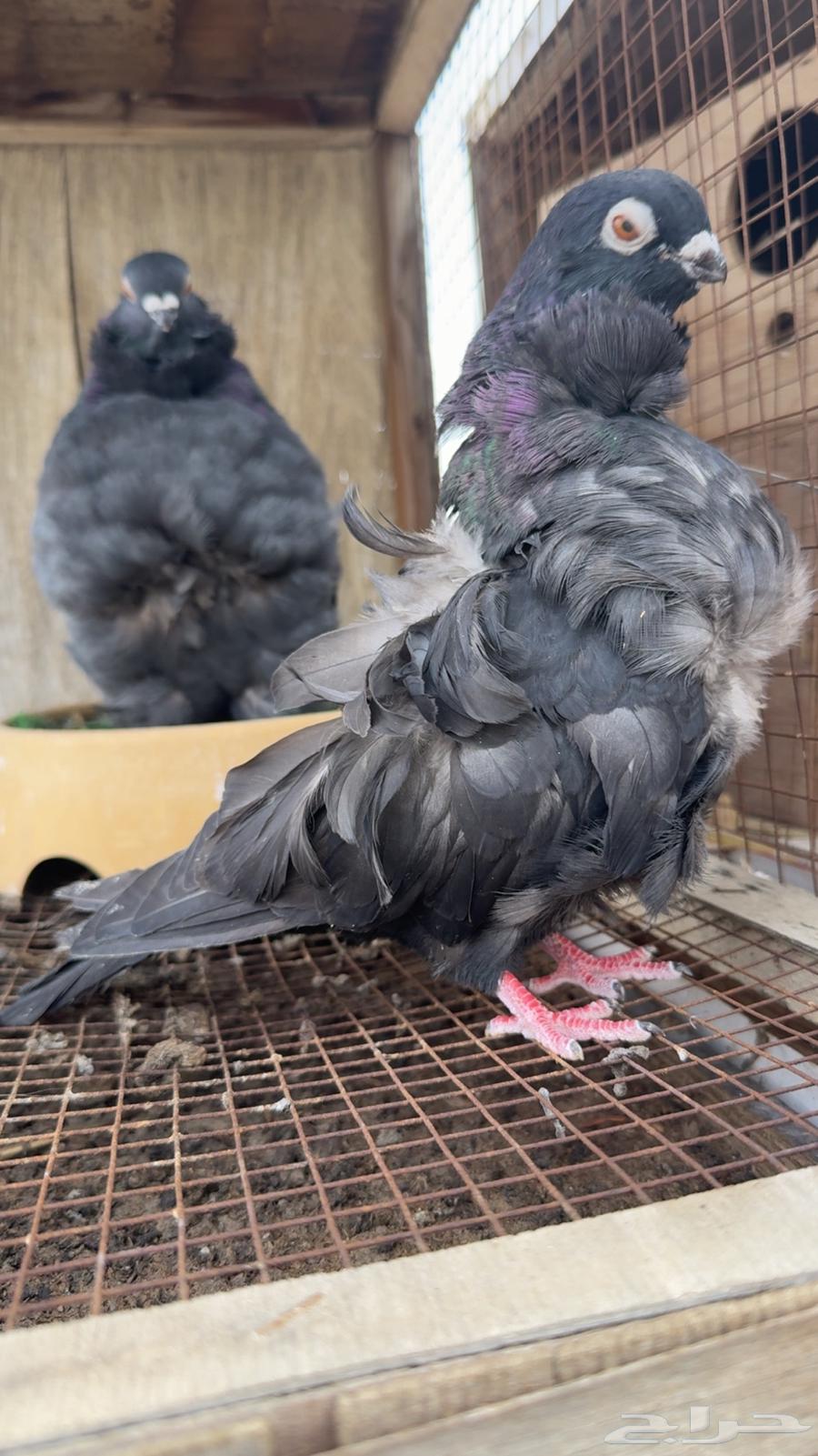 زوج كشكشي ( تم البيع)64401661554691112