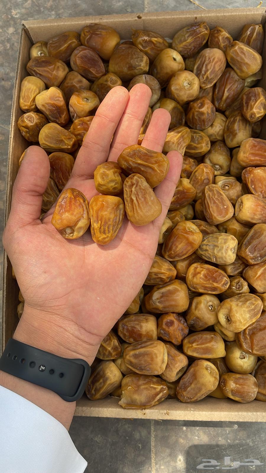 1   تمورنا.. طعم الأصالة بجودة عالية64402036285953110