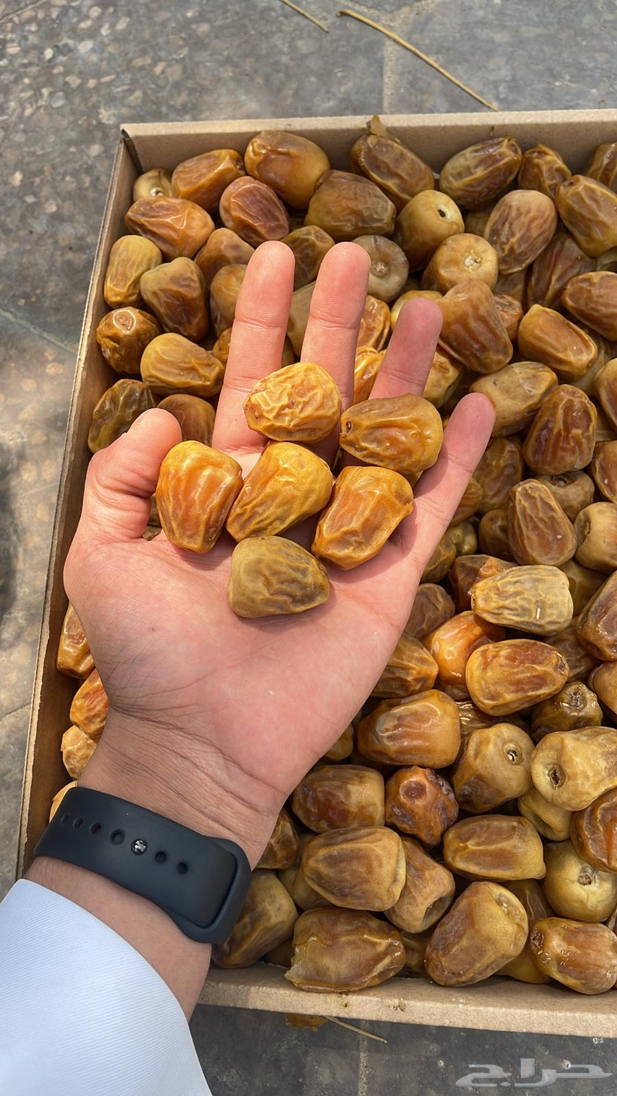 1   تمورنا.. طعم الأصالة بجودة عالية64402036285953111