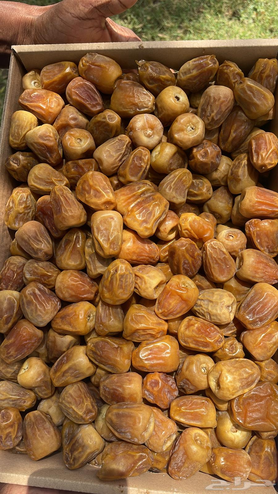 1   تمورنا.. طعم الأصالة بجودة عالية64402036285953112