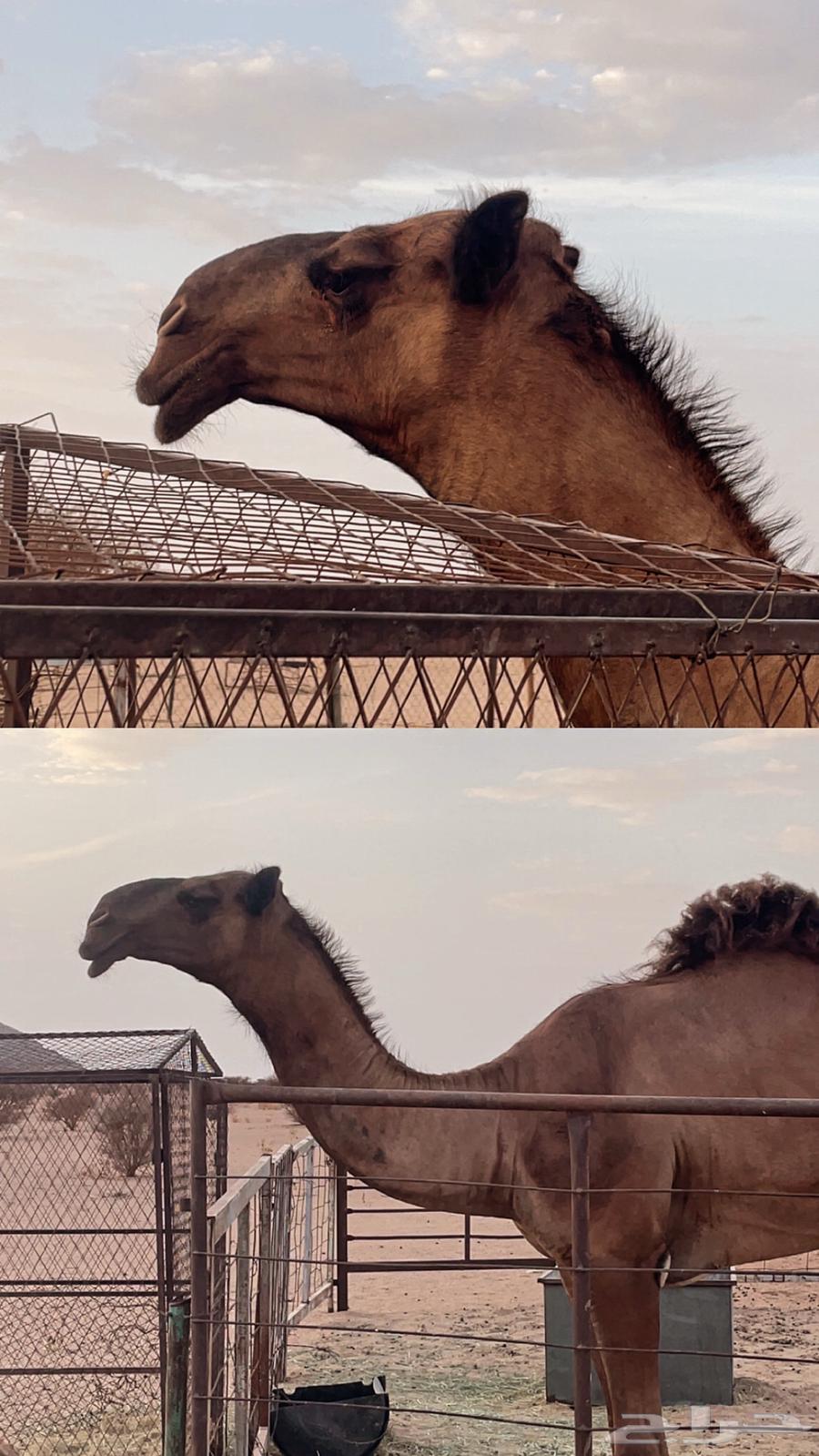 قعود دبياني64404417024642110