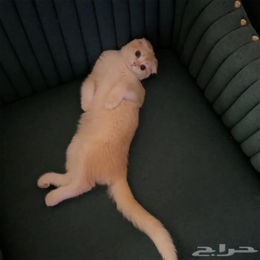 Scratch Cats64404778386049112