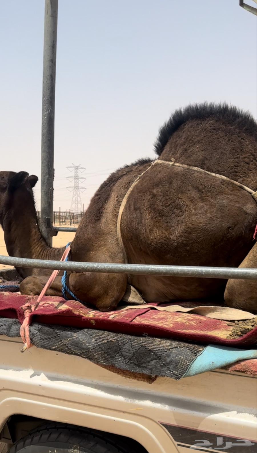 قعود فل كفو مغلق للبيع التواصل اتصال64404402826369110