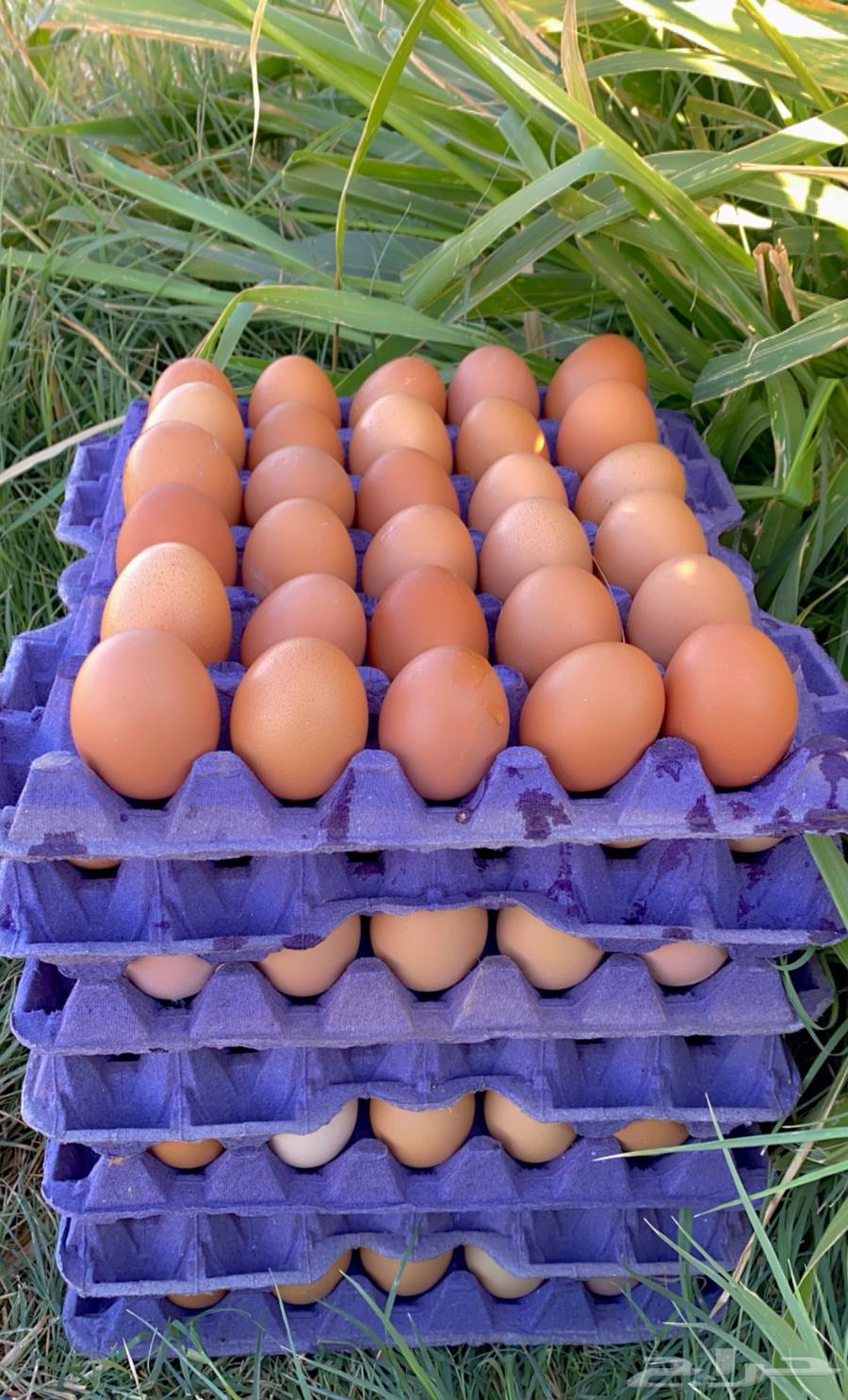 بيض مخصب دجاج لوهمان براون الماني مستورد64402775806083111