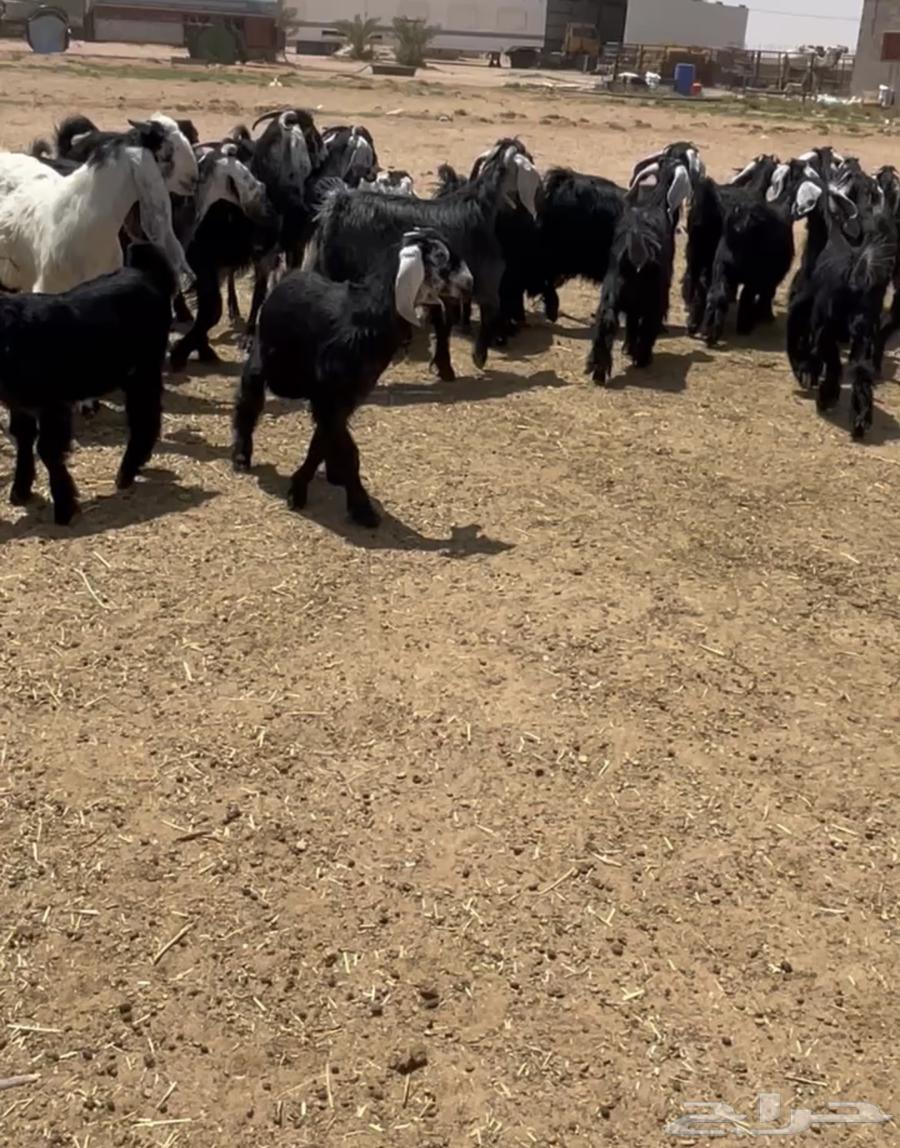 Jafar small livestock with good signs for Al-Qunai only, final64397102279553110