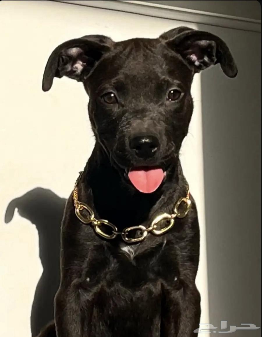 انثى بيتبول هجين روت64389128003714111