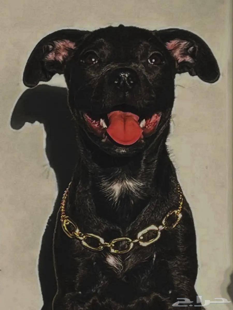 انثى بيتبول هجين روت64389128003714112