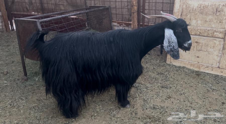 للبيع عنز عارضيه فروع وحايل64404388775043110