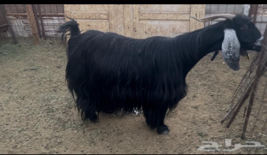 للبيع عنز عارضيه فروع وحايل64404388775043111