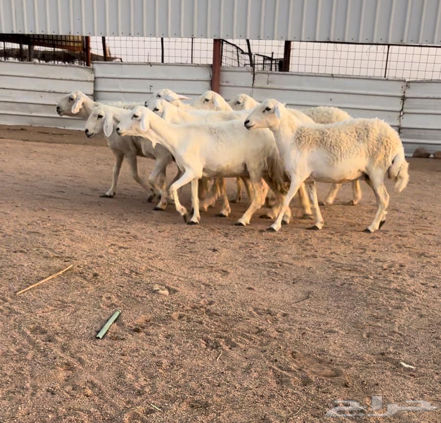 للبيع حريات دفيع كشف سونار منوة القناي64403442599809111