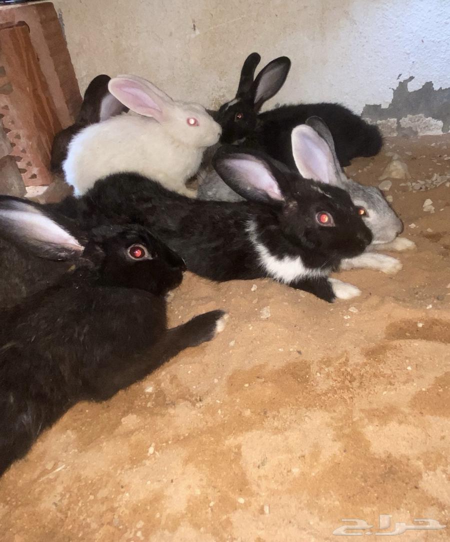 ارانب للبيع64399202572931110