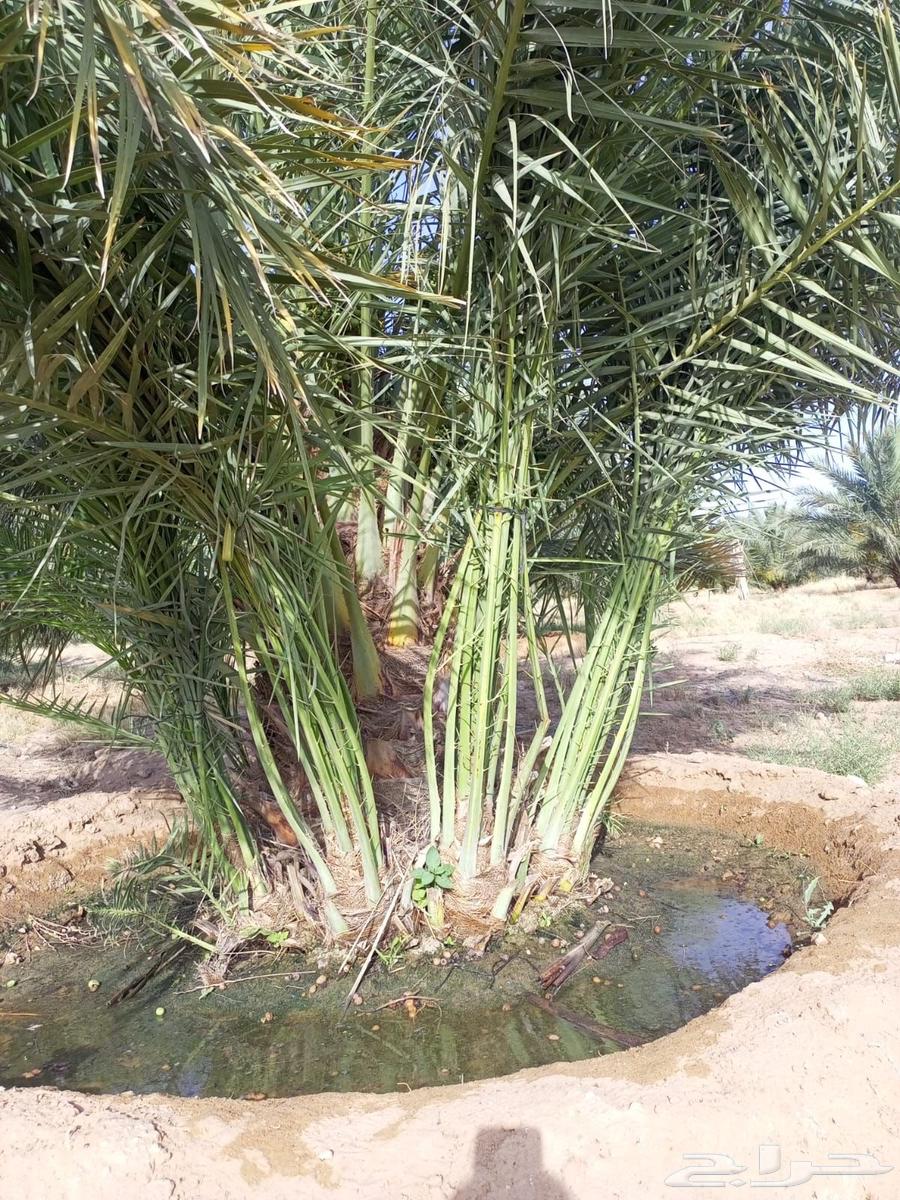 فسائل نخل للبيع جميع الأنواع في المملكة العربية السعودية63619654161411111