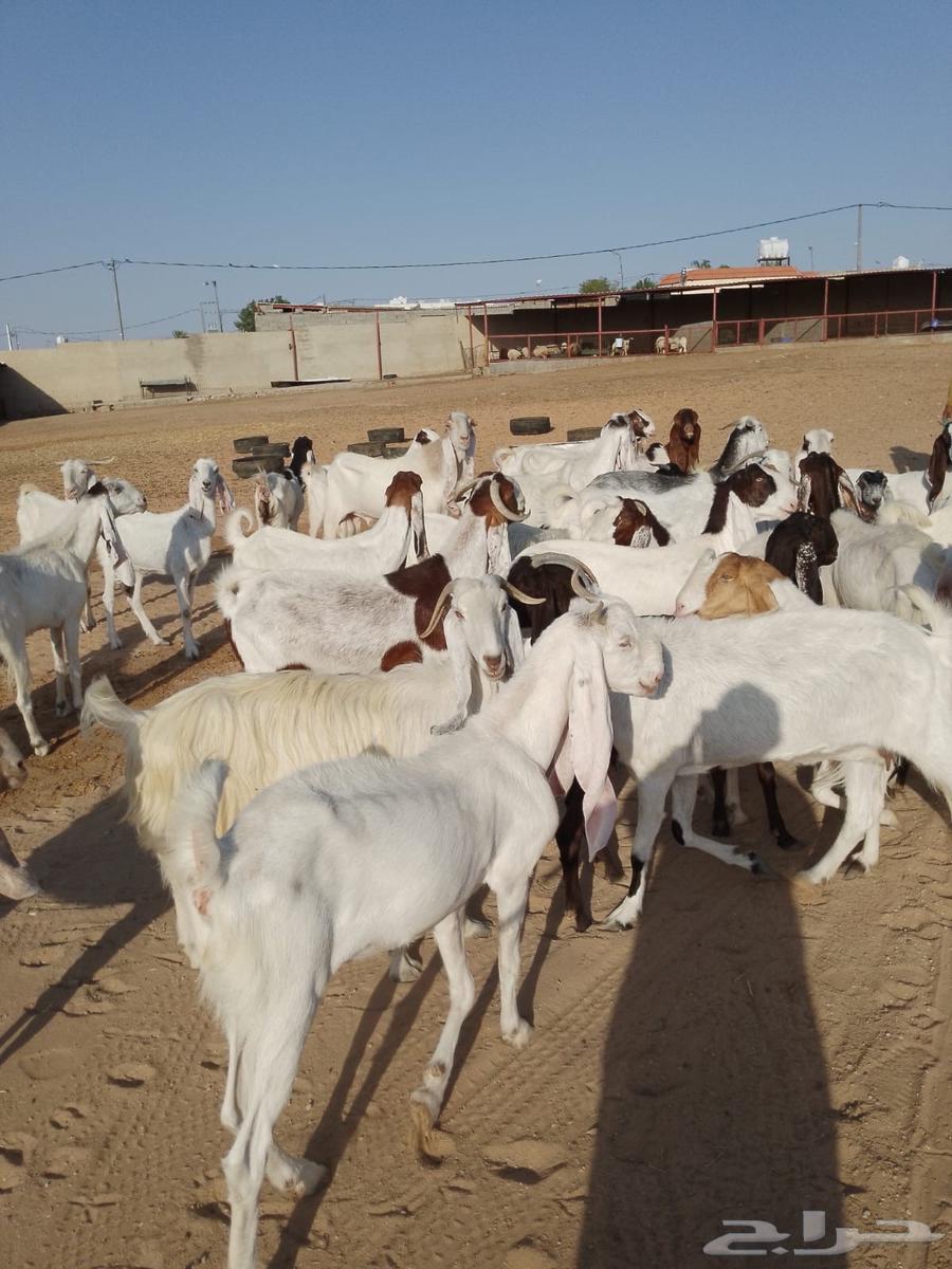 ماعز هولندي64402008564354113