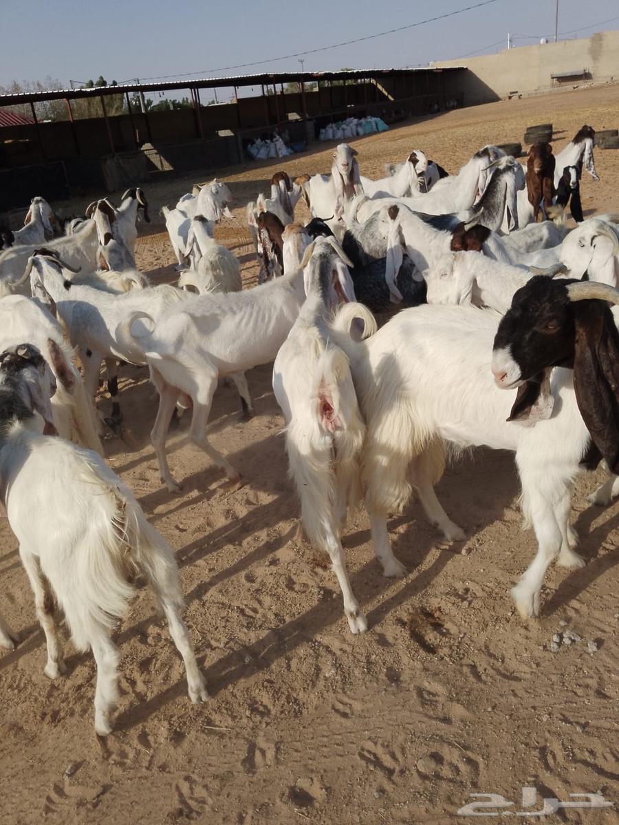 ماعز هولندي64402008564354110