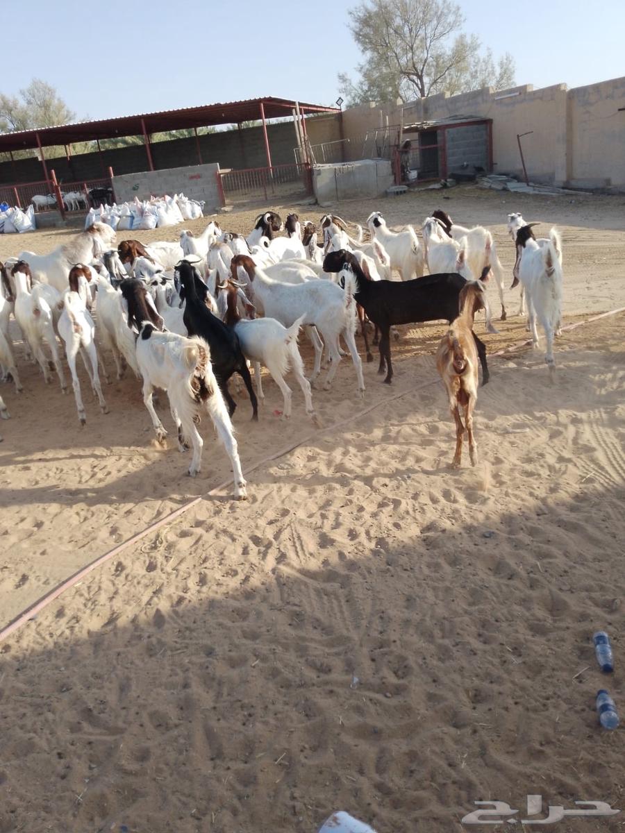 ماعز هولندي64402008564354114