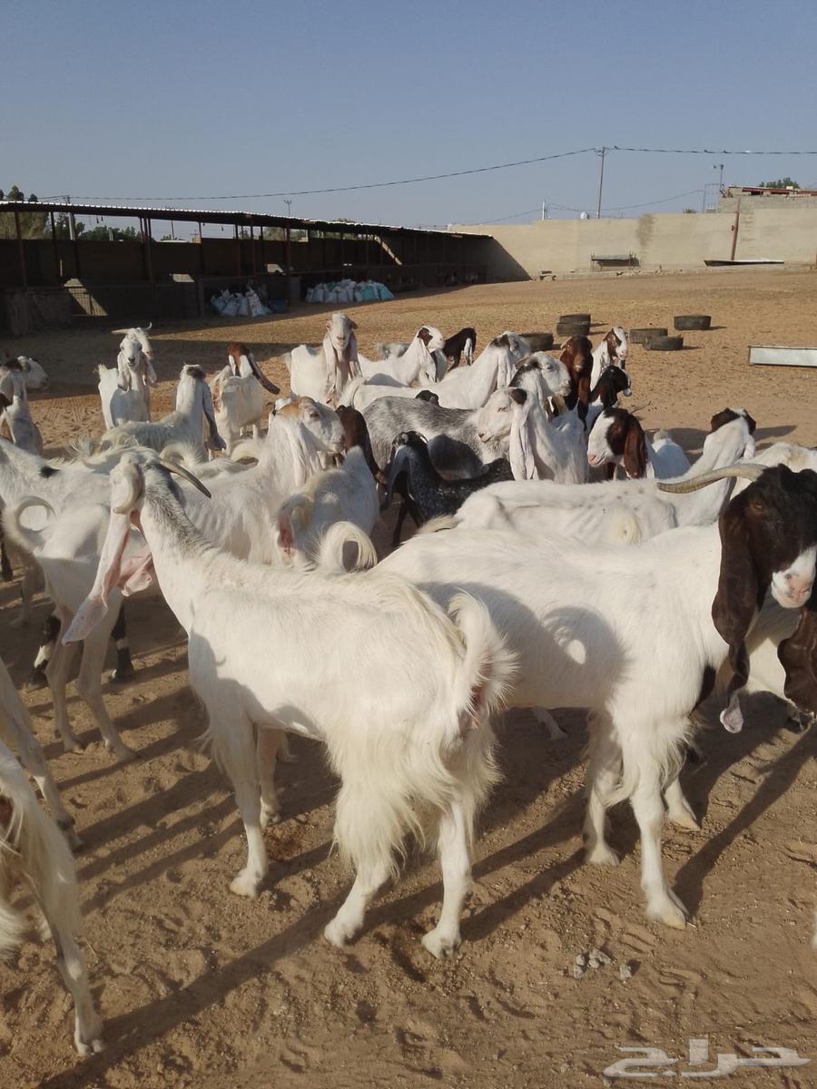 ماعز هولندي64402008564354111