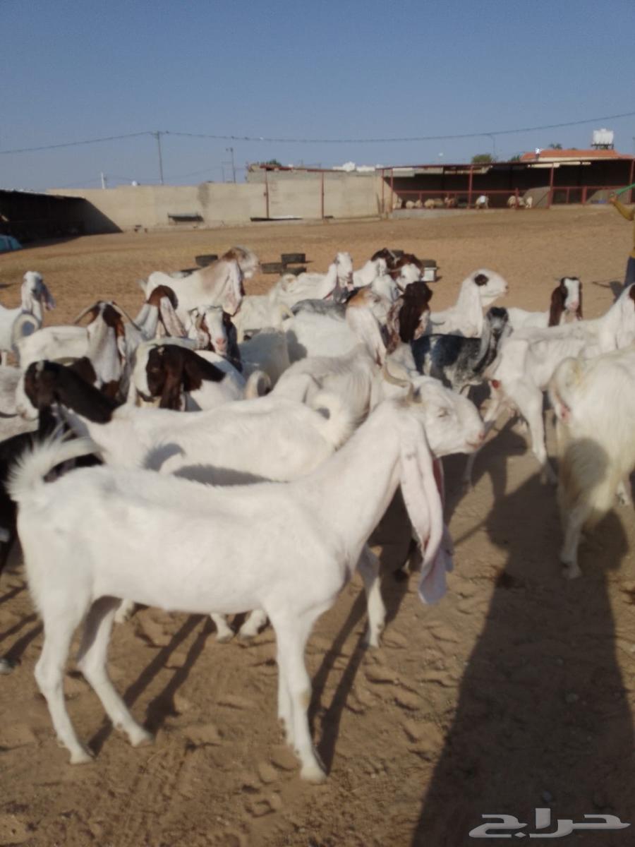 ماعز هولندي64402008564354112