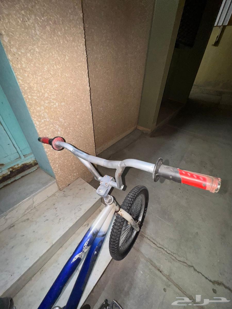 Cobra size 2064404333221123113