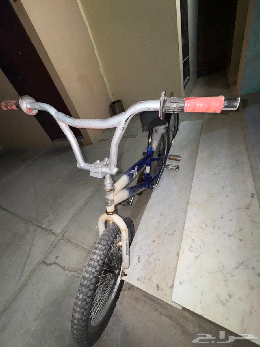 Cobra size 2064404333221123111