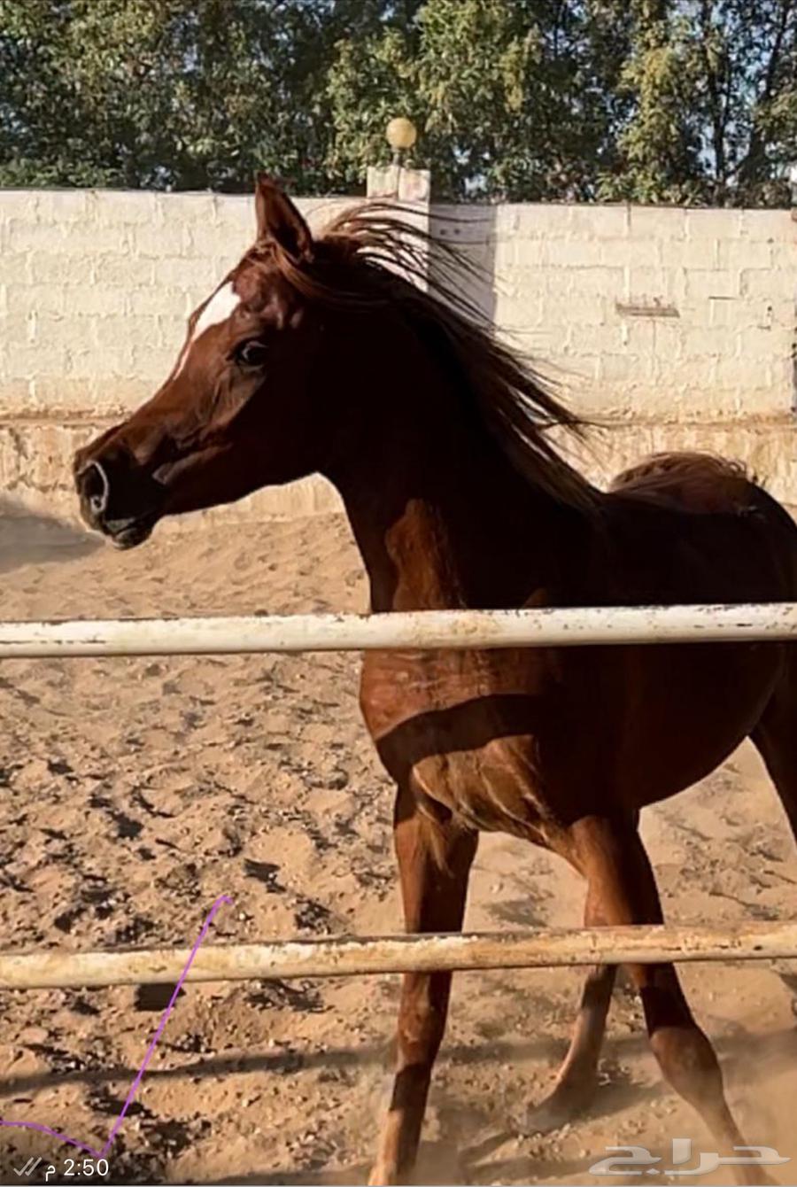 حصان عربي فحل ولد البطل عامر الخالد64402955828353112