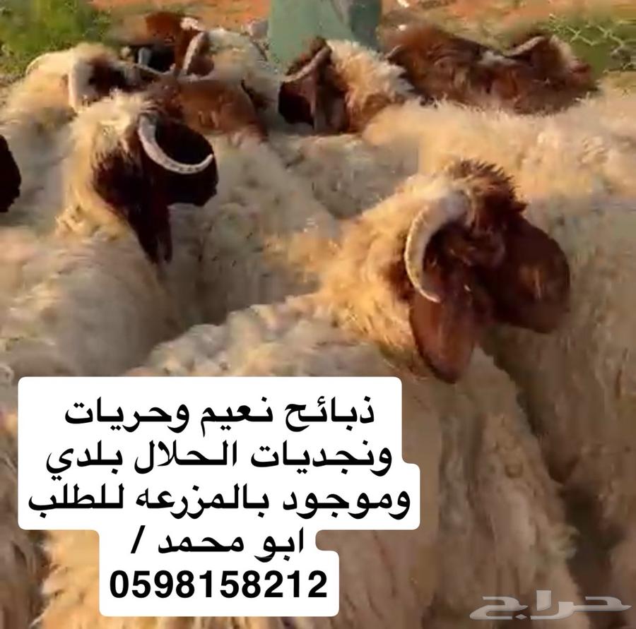 Naeem, Hurriyat, and Najdi slaughter at the farm near Fursan neighborhood, welcome64404402810115111