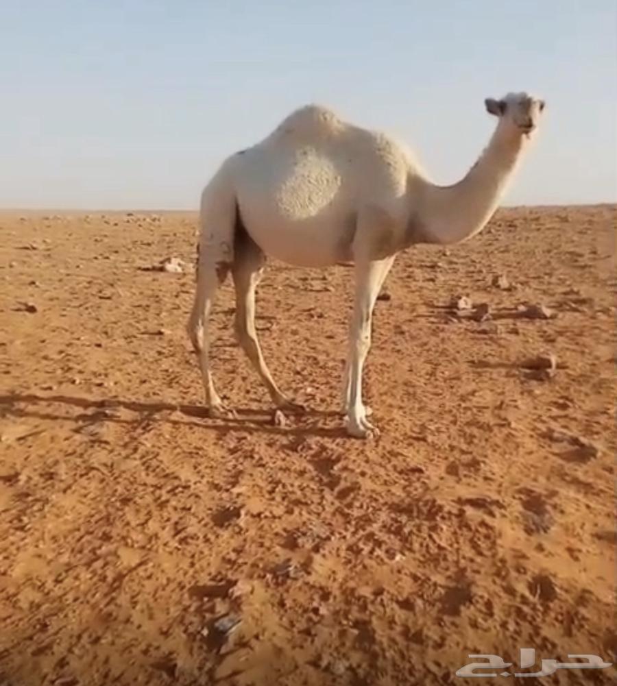 بكره عمرها سنه وحوالي سبع شهور64404486532737110