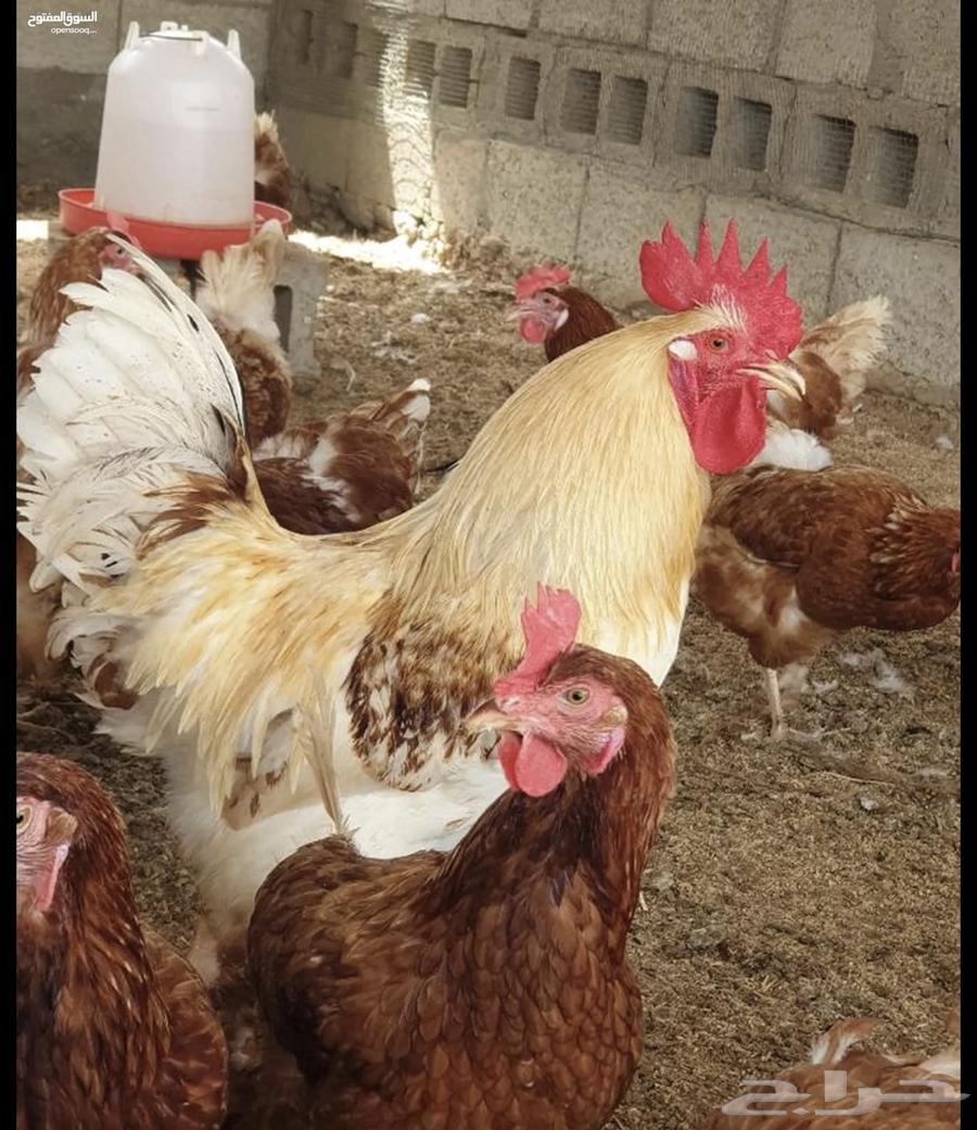 بيض مخصب دجاج لوهمان براون الماني مستورد64402775806083114