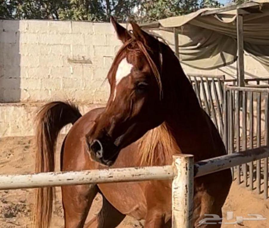 حصان عربي فحل ولد البطل عامر الخالد64402955828353110