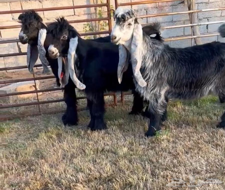 تيوس عوارض خصم64403617954561110