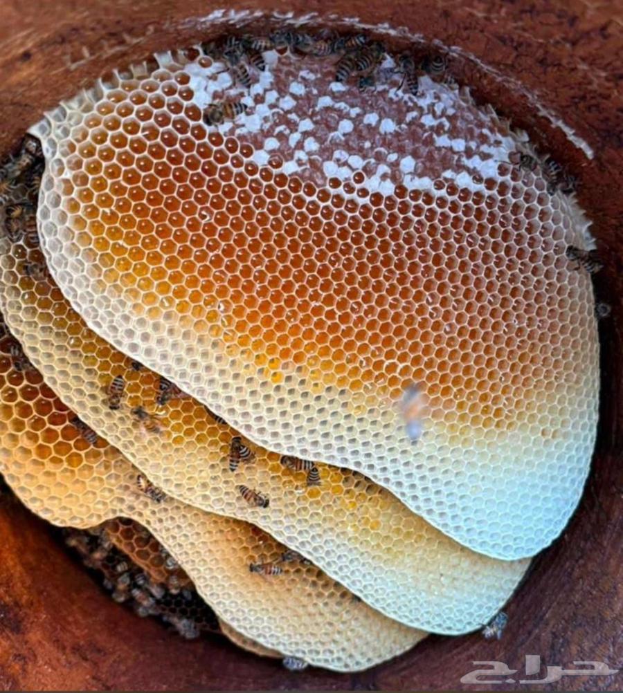 عسل جبلي صافي جديد من منحلي شخصيا64404444875393114