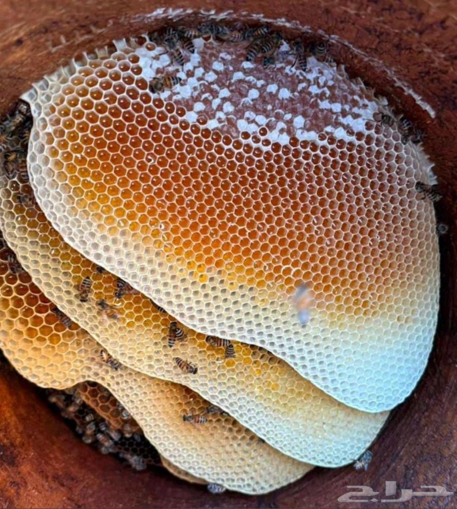 عسل جبلي صافي جديد من منحلي شخصيا64404444875393111